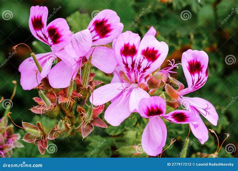 Pelargonium Graveolens Plant Also Known As Rose Geranium with Pink ...