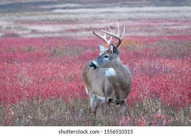 Whitetail Buck Fall Meadow Full Color Stock Photo 1556510315 | Shutterstock