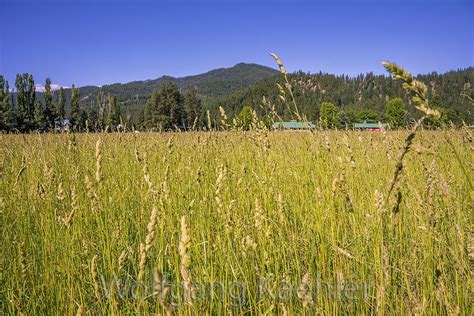 00168383 A Field Of Grass In The Plain Valley Near Leavenw Flickr