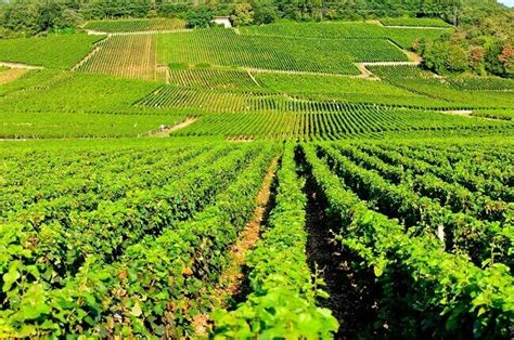 Echézeaux grand cru profile by Andrew Jefford - Decanter