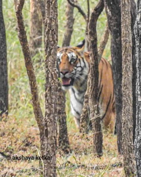 Plan A Trip To The Pench National Park A Complete Guide 2022 Couple Of Journeys