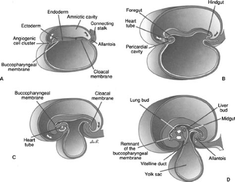 Embryology Of The Esophagus Thoracic Key