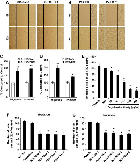 Forced Expression Of TFF1 In DU145 And PC3 Cells Enhances Migration And