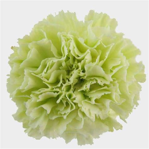 Carnations Fancy Green Flowers - Wholesale - Blooms By The Box