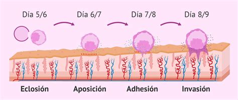 Implantación embrionaria Cuánto tarda un embrión de 5 días en