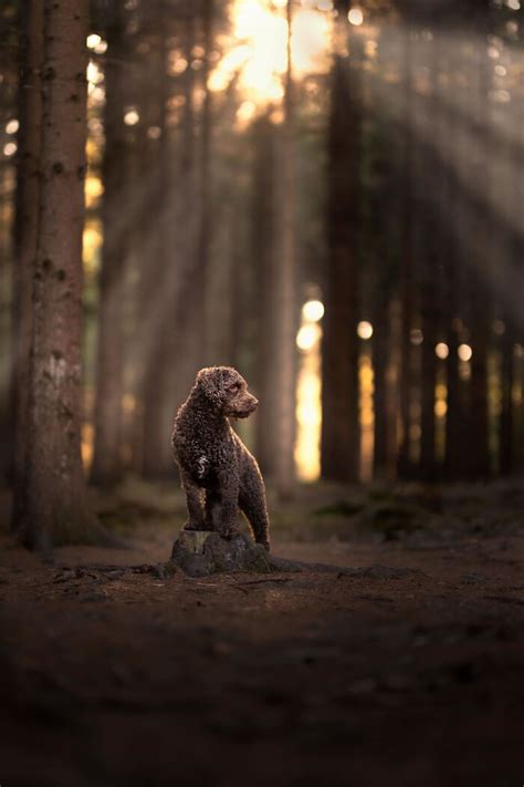 Photographer Omica Captures Captivating Dog Portraits In Colorful Harmony