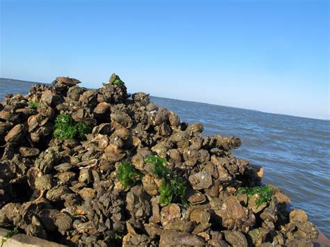 Apalachicola Bay - The Oyster Guide « The Oyster Guide