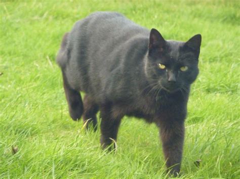 Make Do And Camp The Beast Of Bodmin Moor