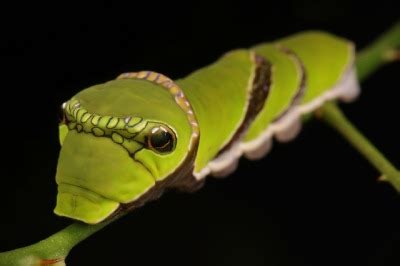 Red Helen Swallowtail Butterfly Caterpillar Papil Tumbex