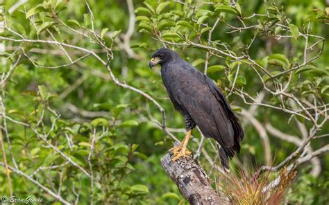 Wildlife in Belize - Belize Consulate in Israel