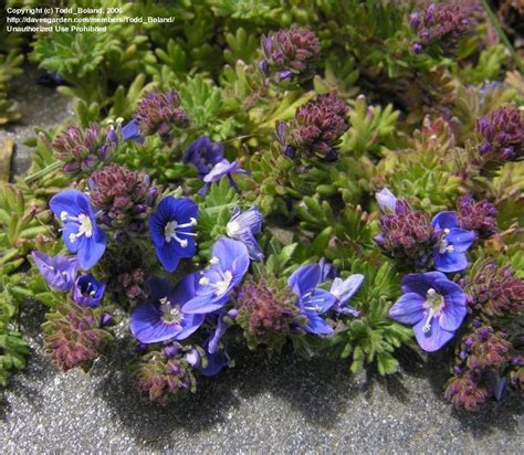 PlantFiles Pictures: Veronica Species, Whitley's Speedwell (Veronica ...
