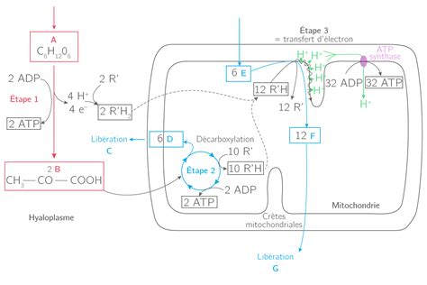 Schématiser La Respiration Cellulaire Ts Exercice De Connaissances