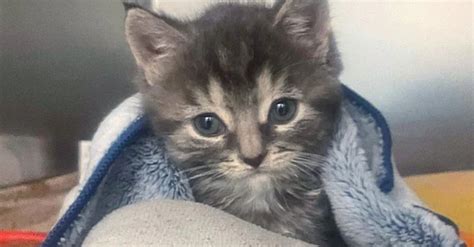 Émouvant le combat d un chaton orphelin malade pour sa survie et sa