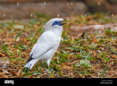 Bali Starling on a branch, Indonesia Stock Photo - Alamy