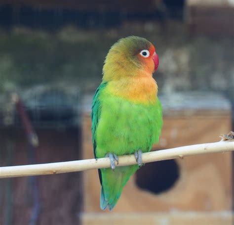 Fischers Lovebird Agapornis Fischeri 2019 08 04 Zoochat