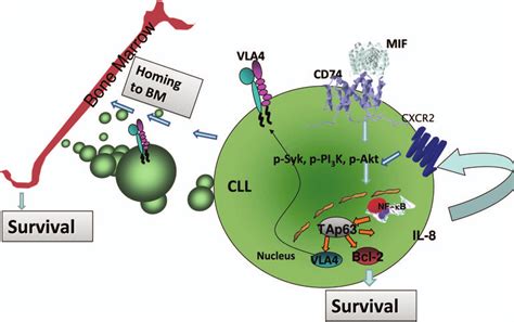 Schematic Representation Of The Dual Role Of Mif Induced Regulation In