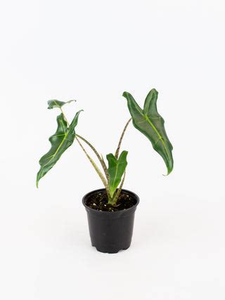 Alocasia 'Sarian' – ARIUM BOTANICALS