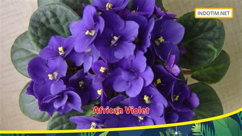 African Violet Tips Menanam Untuk Hasil Lebih Maksimal