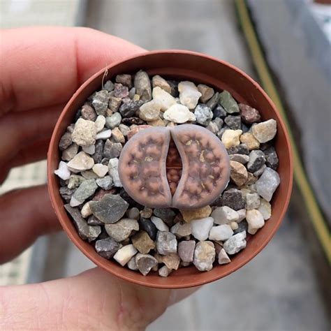 Lithops Karasmontana Ssp Karasmontana V Tischeri C 182 30km North