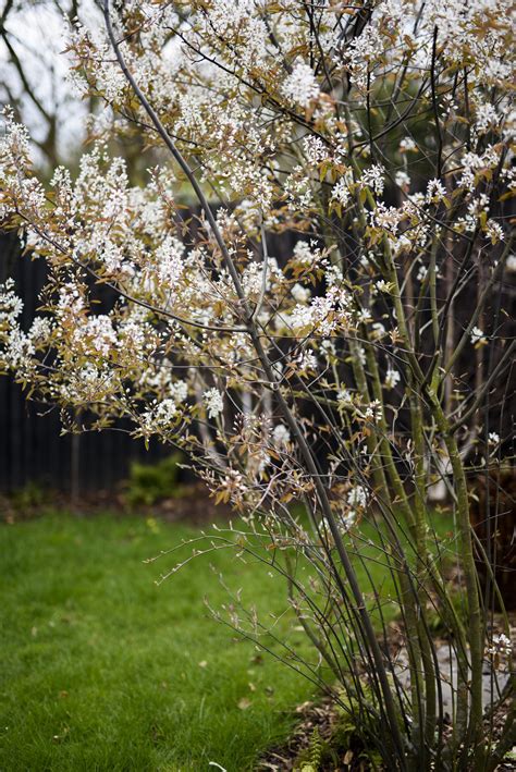 Plant Guide Amelanchier Lamarckii — Victoria Wade