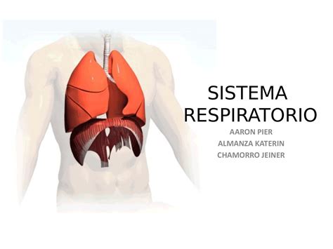 Calam O Anatomia Fisiologia Y Semiologia Respiratoria