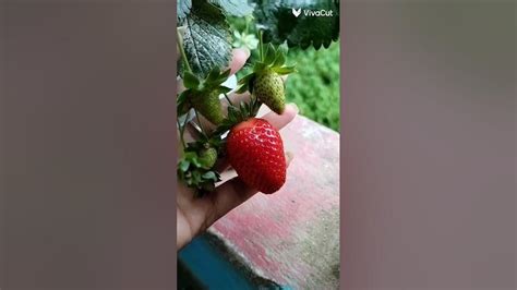 Shrot Strowberry আমার গাছের স্ট্রবেরি Youtube