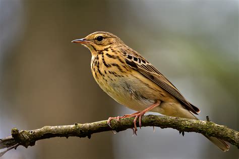 Tree Pipit By Derek Lees Birdguides