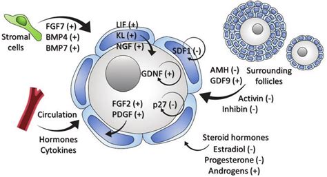 Autocrine And Paracrine Factors Regulating Primordial Follicular