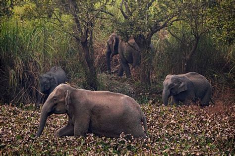 Herd Of Wild Elephants Stray Into Villages For Food Photos News18