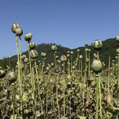 Opium Cultivation Surges In Laos And Myanmar Amid Drug Boom In Asia