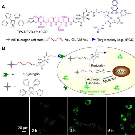 A Structure Of Theranostic Probe TPETP AA RhocRGD And Schematic