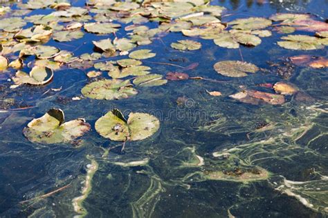 Pond Scum Stock Photo Image Of Float Earth Scum Outside 27175958