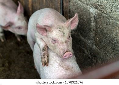 Pigs Mating On Farm Sex Pairing Shutterstock