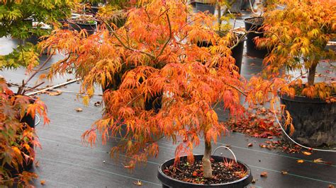 Acer palmatum 'Jeddeloh Orange' Japanese Maple | Conifer Kingdom