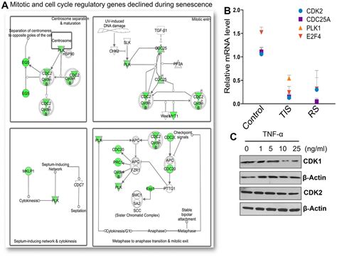 Key Elements Of Cellular Senescence Involve Transcriptional Repression Of Mitotic And Dna Repair