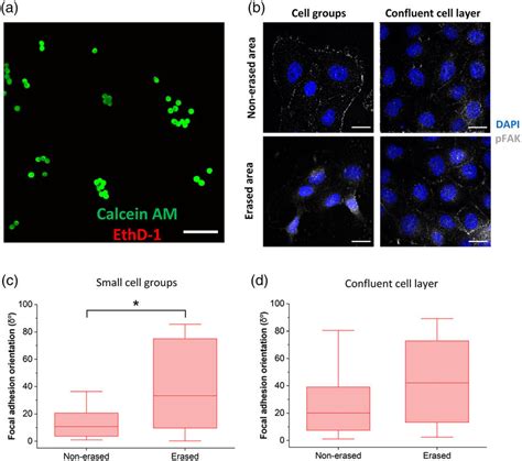 A Livedead Viability Assay Image After Topography Erasure Live Cells