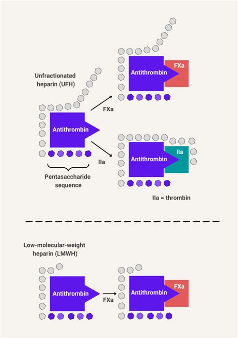 How Does Low Molecular Weight Heparin Lmwh Work • The Blood Project