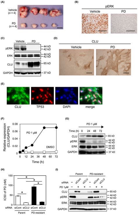 Clusterin CLU Is Induced In MIA Luc Cells By Treatment With MEK