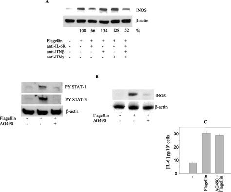 Preventing Stat Activation Inhibits Flagellin Induced Expression Of