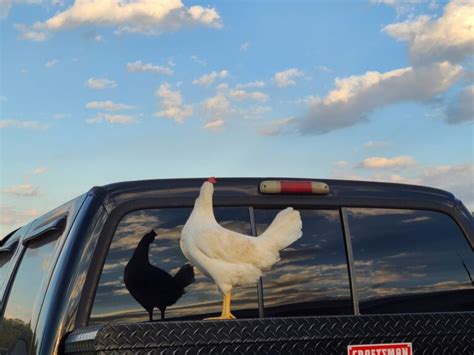 White Leghorn Chickens Baby Chicks For Sale Cackle Hatchery®