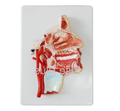 model   head lab asia science  technology corporation