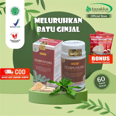 Jual Tazakka Daun Tempuyung Segar Original BPOM 60 Kapsul Di Lapak