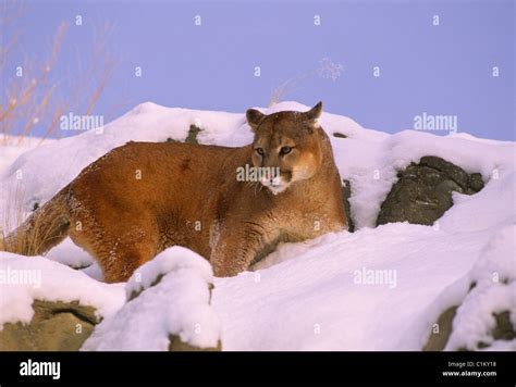 Mountain Lion in Snow Stock Photo - Alamy