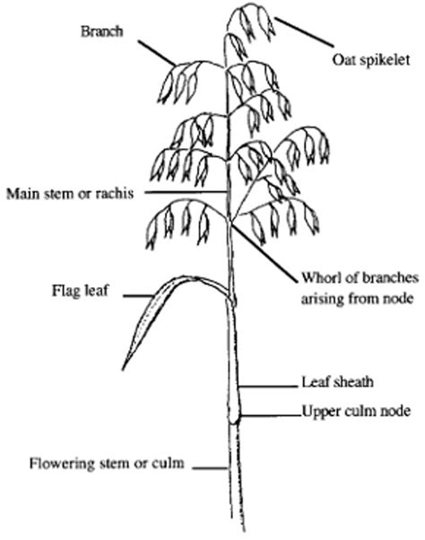 Specific Work Instructions Swi 14212 2 Cereals And Small Grains