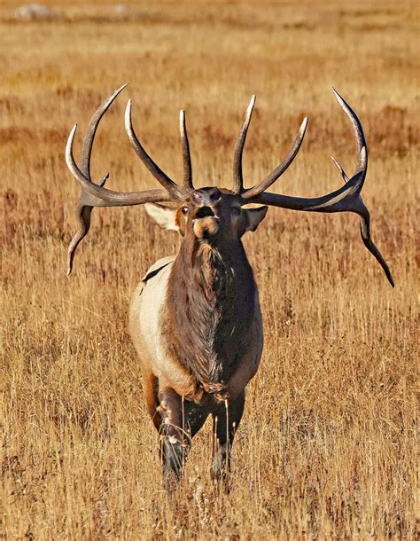 Elk Rut In The Moraine Park Rmnp Flickr