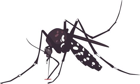 Anopheles - malaria day - png | Mosquito drawing, Cartoon drawings, Malaria