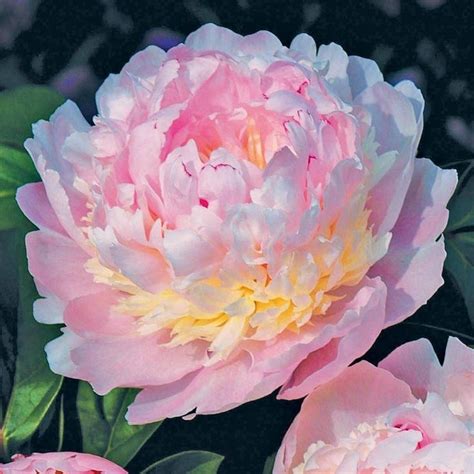 Pin By Queensociety On Peonies Peonies Love Peonies And Hydrangeas