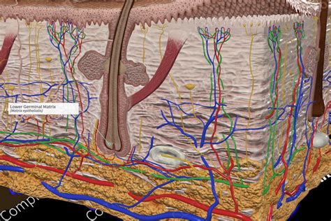 Lower Germinal Matrix Complete Anatomy