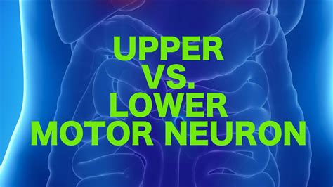 A Lower Motor Neuron Lesion Would Exhibit | Webmotor.org