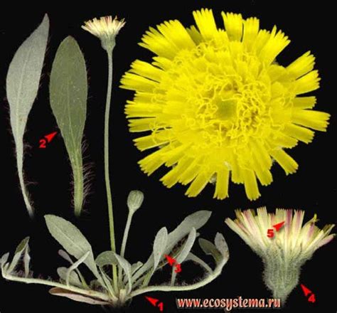 Ястребинка волосистая — Hieracium pilosella L. | Растения, Цветочное ...